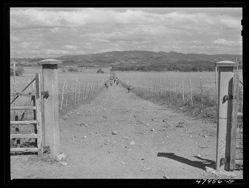 Untitled photo, possibly related to: In the flat cattle country in the southwestern tip of Puerto Rico