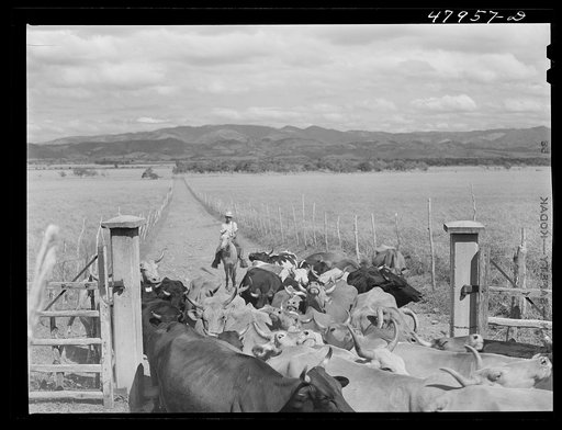 In the flat cattle country in the southwestern tip of Puerto Rico