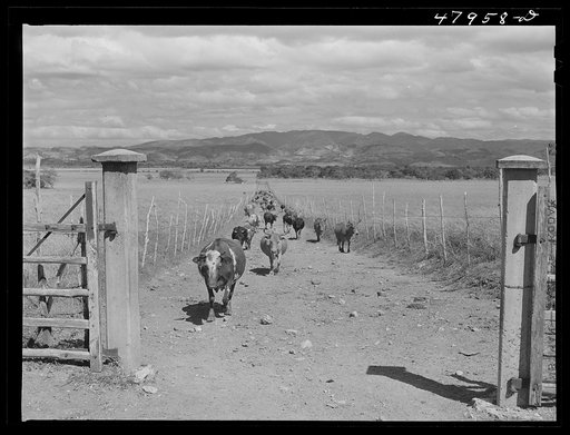 In the flat cattle country in the southwestern tip of Puerto Rico