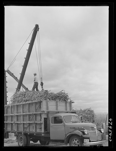 Untitled photo, possibly related to: Lajas, Puerto Rico (vicinity). Loading sugar cane into a truck