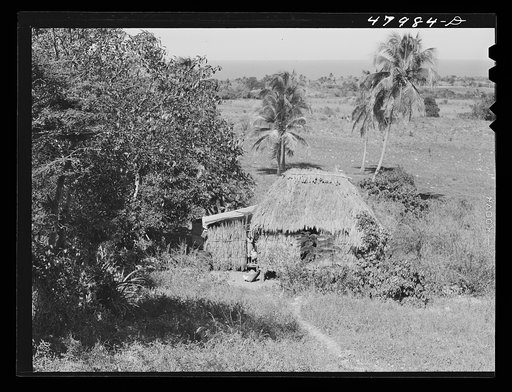 Arecibo, Puerto Rico (vicinity). Thatched roof farm laborer's house, typical of the north sea coast area