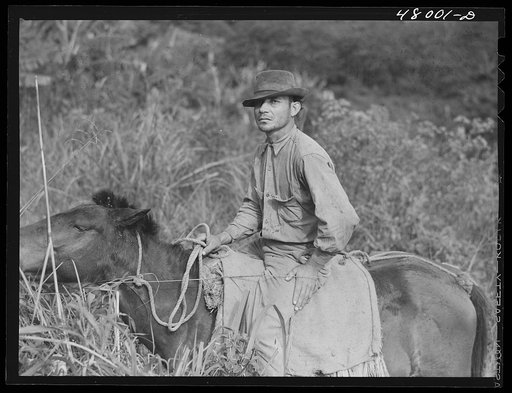 Utuado, Puerto Rico (vicinity). Farm laborer who is participating in FSA (Farm Security Administration) farm labor program