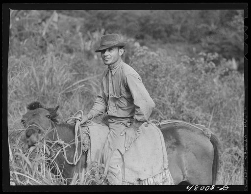 Untitled photo, possibly related to: Utuado, Puerto Rico (vicinity). Farm laborer who is participating in FSA (Farm Security Administration) farm labor program