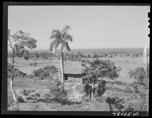 Arecibo, Puerto Rico (vicinity). Thatched roof farm laborer's house, typical of the north sea coast area