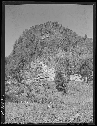 Untitled photo, possibly related to: San Sebastian, Puerto Rico (vicinity). Harvesting cane in the poor hill area between San Sebastian and Camuy