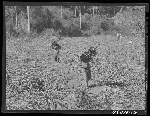 San Sebastian, Puerto Rico (vicinity). Harvesting cane in the poor hill area between San Sebastian and Camuy