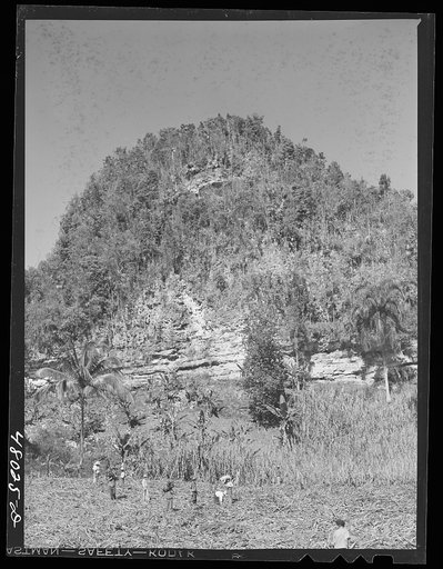 Untitled photo, possibly related to: San Sebastian, Puerto Rico (vicinity). Harvesting cane in the poor hill area between San Sebastian and Camuy