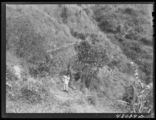 Utuado, Puerto Rico (vicinity). Carrying water home from the spring in the hills