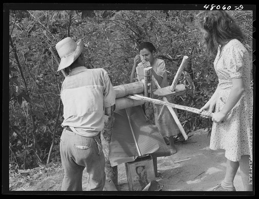 Utuado, Puerto Rico (vicinity). Grinding a piece of sugar cane with a primitive homemade press at a farm laborer's home