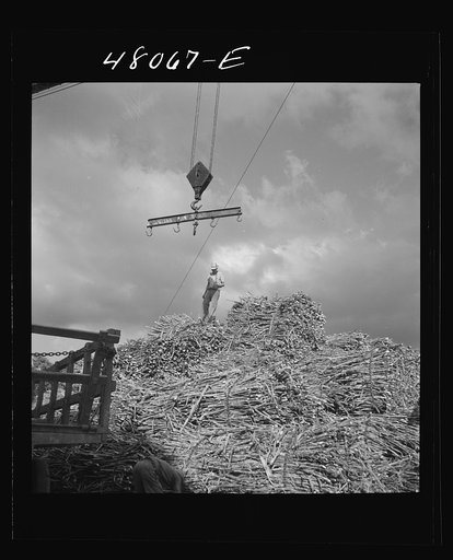 Untitled photo, possibly related to: San Sebastian, Puerto Rico (vicinity). Unloading sugar cane at a "central"
