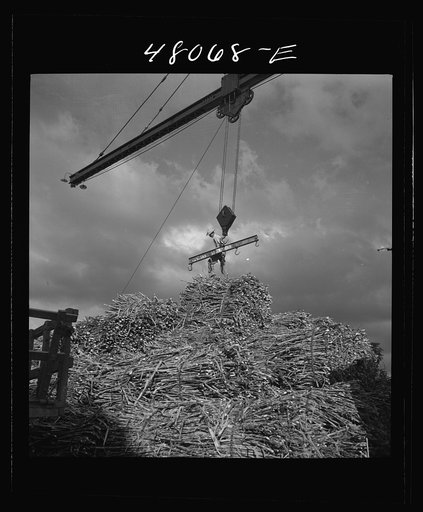 San Sebastian, Puerto Rico (vicinity). Unloading sugar cane at a "central"