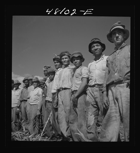 Arecibo, Puerto Rico. Sugar laborers on a huge plantation