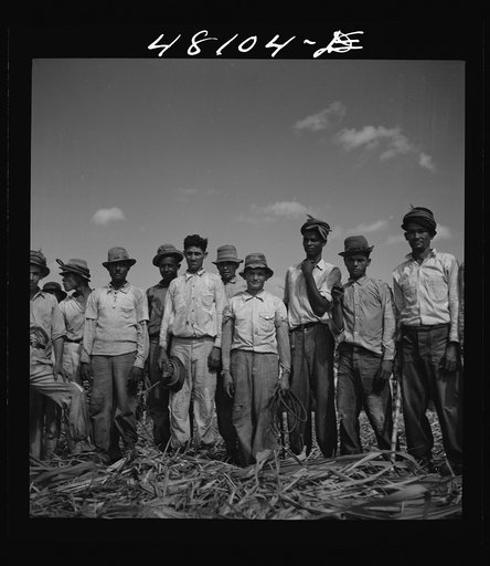 Arecibo, Puerto Rico (vicinity). Sugar laborers on a huge plantation