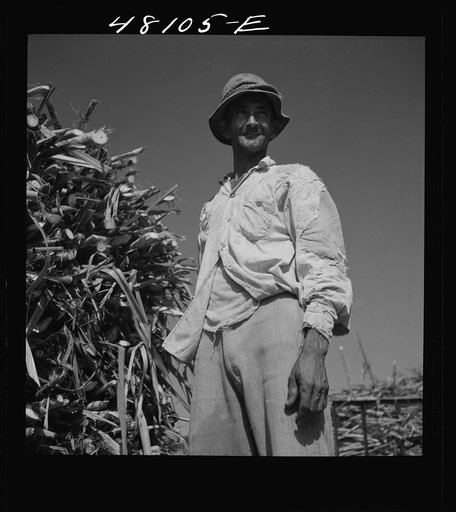 Arecibo, Puerto Rico (vicinity). Sugar worker in a field