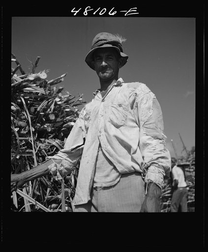 Untitled photo, possibly related to: Arecibo, Puerto Rico (vicinity). Sugar worker in a field