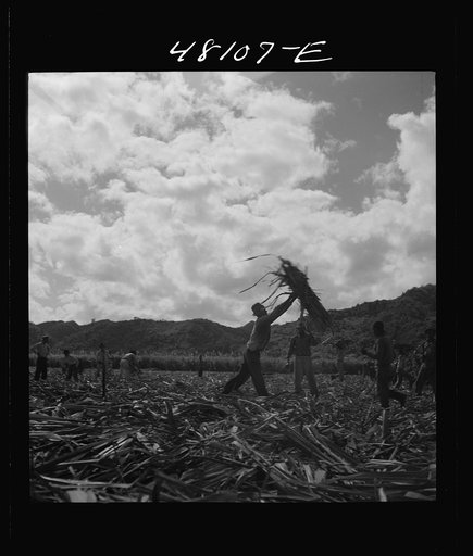 Untitled photo, possibly related to: Arecibo, Puerto Rico (vicinity). Sugar laborers on a huge plantation