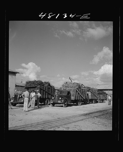 Arecibo, Puerto Rico (vicinity). Truckloads of sugar cane waiting to unload at a "central"