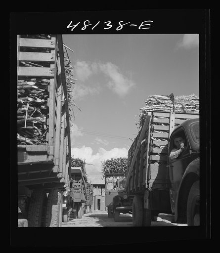 Arecibo (vicinity), Puerto Rico. Truck loads of sugar cane waiting to unload at "central"