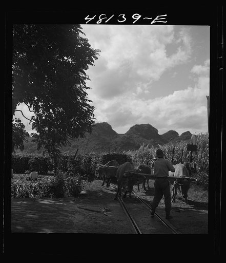 Untitled photo, possibly related to: Arecibo, Puerto Rico (vicinity). In many areas portable tracks are used in hauling small carloads of sugar cane across the fields