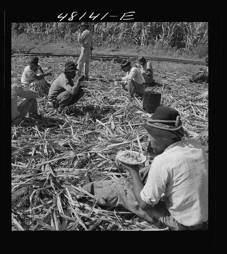 Arecibo (vicinity), Puerto Rico. Lunchtime in a sugar field