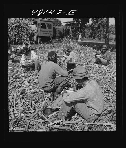 Arecibo (vicinity), Puerto Rico. Lunchtime in a sugar field