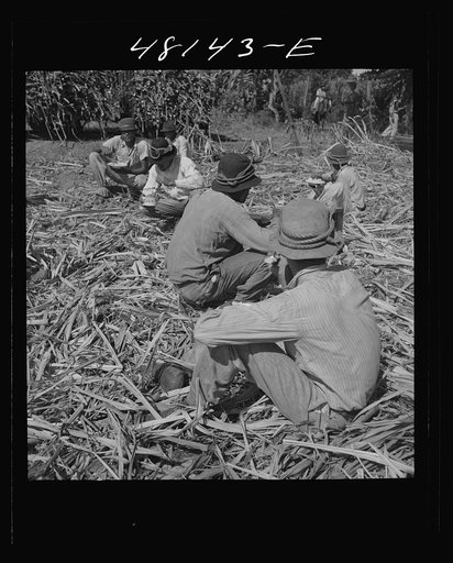 Untitled photo, possibly related to: Arecibo (vicinity), Puerto Rico. Lunchtime in a sugar field