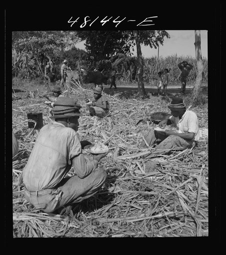 Untitled photo, possibly related to: Arecibo (vicinity), Puerto Rico. Lunchtime in a sugar field