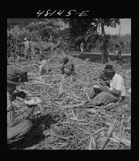 Untitled photo, possibly related to: Arecibo (vicinity), Puerto Rico. Lunchtime in a sugar field