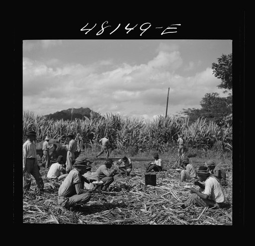 Untitled photo, possibly related to Arecibo (vicinity), Puerto Rico. Lunchtime in a sugar field