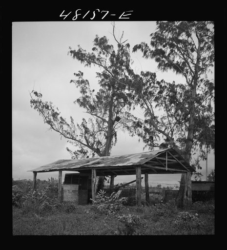 Santurce, Puerto Rico (vicinity). A shed on the property which FSA (Farm Security Administration) is buying for a land and utility housing project