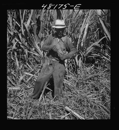 Untitled photo, possibly related to: Rio Piedras, Puerto Rico (vicinity). One of the FSA (Farm Security Administration) tenant purchase farmers participating in a cooperative sugar growing program