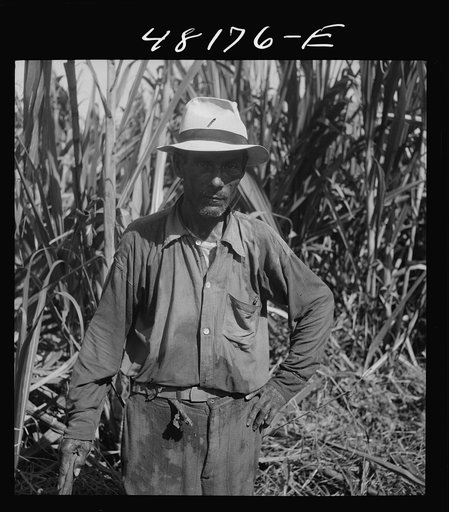 Rio Piedras, Puerto Rico (vicinity). One of the FSA (Farm Security Administration) tenant purchase farmers participating in a cooperative sugar growing program