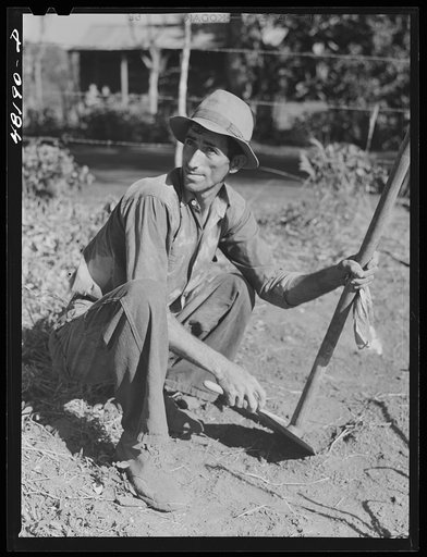 Arecibo, Puerto Rico (vicinity). Sugar cane worker on a plantation sharpening his hoe