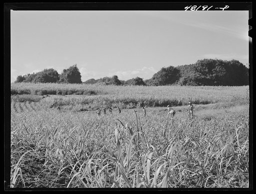 Arecibo, Puerto Rico (vicinity). On a pineapple plantation