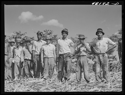 Arecibo, Puerto Rico (vicinity). Sugar cane workers on a plantation