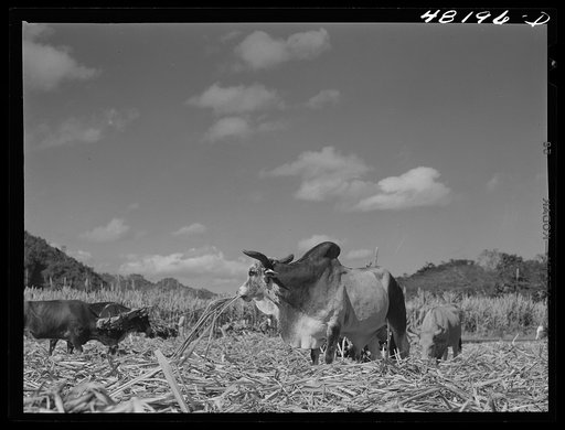 Arecibo, Puerto Rico (vicinity). Ox used on a sugar cane plantation