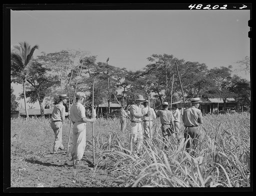 Untitled photo, possibly related to: Arecibo, Puerto Rico (vicinity). Pineapple plantation