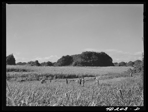 Arecibo, Puerto Rico (vicinity). Pineapple plantation
