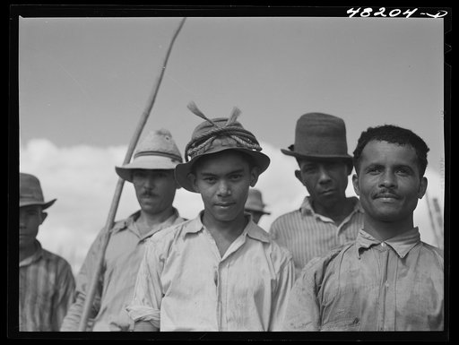Untitled photo, possibly related to: Arecibo, Puerto Rico (vicinity). Sugar cane workers on a farm