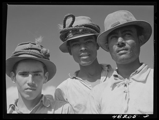 Arecibo, Puerto Rico (vicinity). Sugar cane workers on a plantation