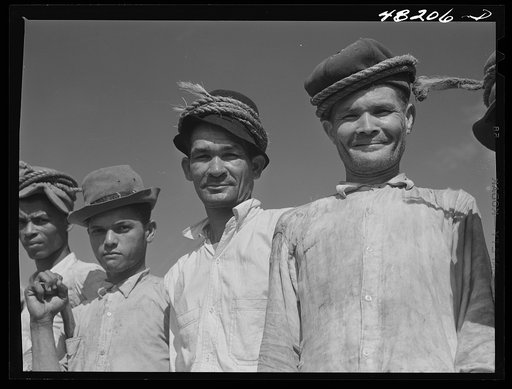 Arecibo, Puerto Rico (vicinity). Sugar cane workers on a farm