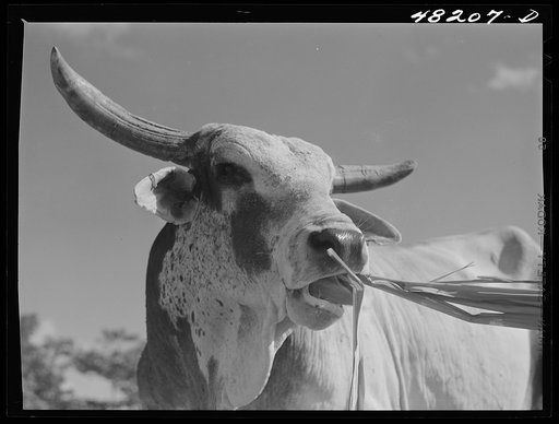 Arecibo, Puerto Rico (vicinity). Ox in a sugar cane field