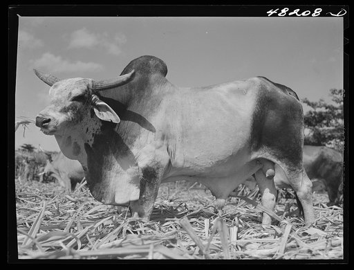 Arecibo, Puerto Rico (vicinity). Ox in a sugar cane field
