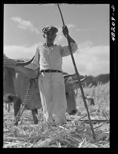 Untitled photo, possibly related to: Arecibo, Puerto Rico (vicinity). Ox used on a sugar cane plantation