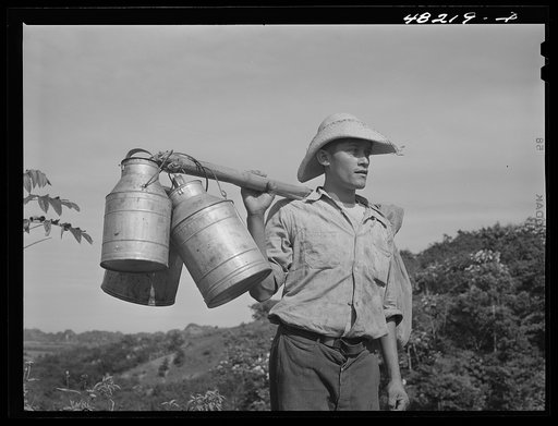 Utuado, Puerto Rico (vicinity). Milkman on a road