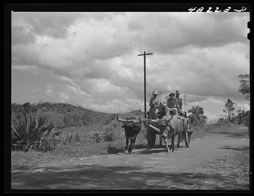 Manati (vicinity), Puerto Rico. Sugar workers with an ox cart on a road