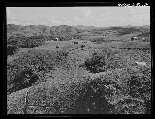 Barranquitas (vicinity), Puerto Rico. Tobacco country