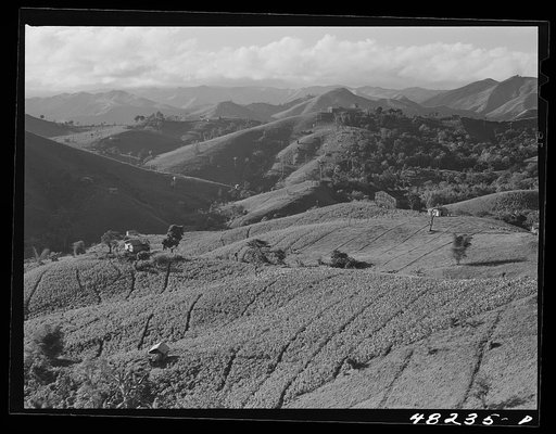 Barranquitas (vicinity), Puerto Rico. Tobacco country