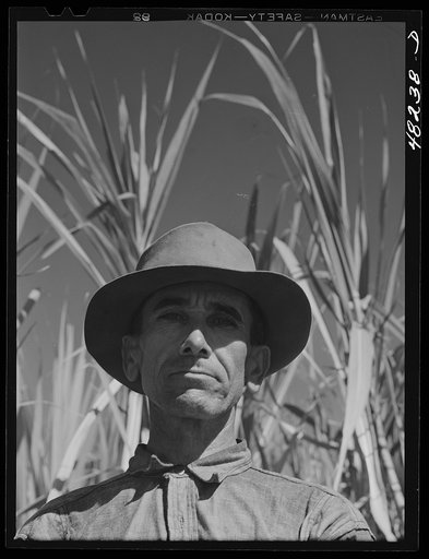 Rio Piedras (vicinity), Puerto Rico. FSA (Farm Security Administration) borrower who is a member of a sugar cooperative