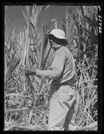 Untitled photo, possibly related to: Rio Piedras (vicinity), Puerto Rico. FSA (Farm Security Administration) borrower who is a member of a sugar cooperative